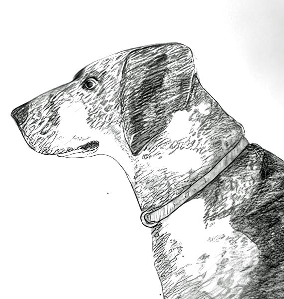 Dog Study