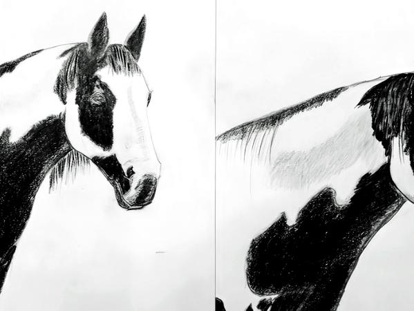 Horse Study